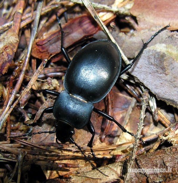 Carabus glabratus - Lygusis puošniažygis | Fotografijos autorius : Algirdas Vilkas | © Macrogamta.lt | Šis tinklapis priklauso bendruomenei kuri domisi makro fotografija ir fotografuoja gyvąjį makro pasaulį.