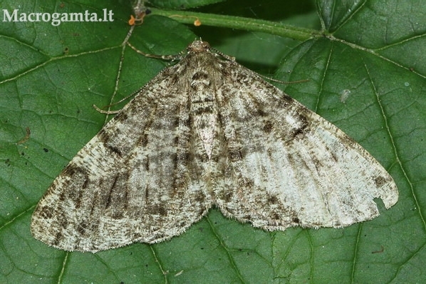 Deileptenia ribeata - Pilkrudis žievėsprindis | Fotografijos autorius : Algirdas Vilkas | © Macrogamta.lt | Šis tinklapis priklauso bendruomenei kuri domisi makro fotografija ir fotografuoja gyvąjį makro pasaulį.