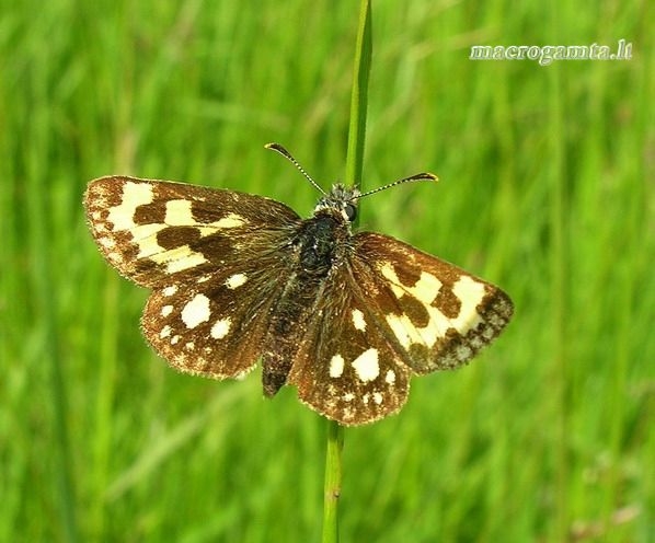 Carterocephalus silvicola - Geltonmargė hesperija | Fotografijos autorius : Algirdas Vilkas | © Macrogamta.lt | Šis tinklapis priklauso bendruomenei kuri domisi makro fotografija ir fotografuoja gyvąjį makro pasaulį.