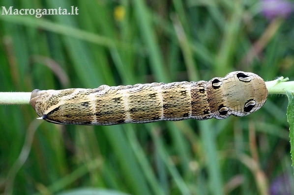 Deilephila porcellus - Mažasis sfinksas | Fotografijos autorius : Algirdas Vilkas | © Macrogamta.lt | Šis tinklapis priklauso bendruomenei kuri domisi makro fotografija ir fotografuoja gyvąjį makro pasaulį.