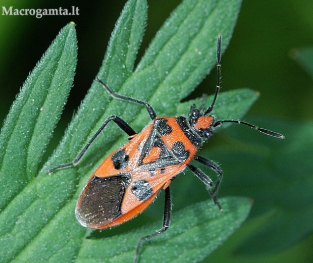 Raudonmargė kampuotblakė - Corizus hyoscyami  | Fotografijos autorius : Algirdas Vilkas | © Macrogamta.lt | Šis tinklapis priklauso bendruomenei kuri domisi makro fotografija ir fotografuoja gyvąjį makro pasaulį.