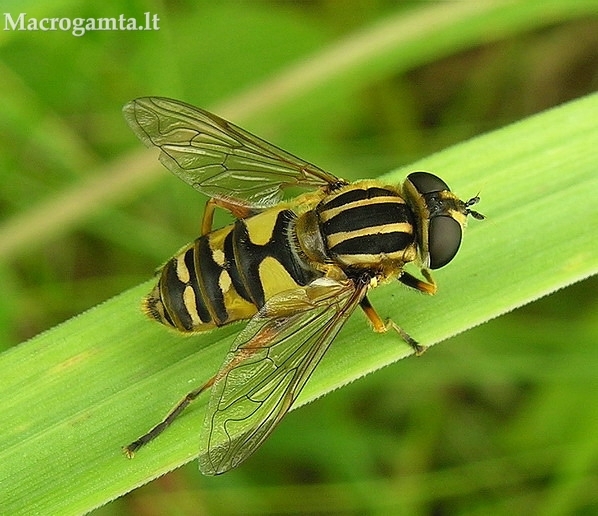 Helophilus pendulus - Žiedmusė | Fotografijos autorius : Algirdas Vilkas | © Macrogamta.lt | Šis tinklapis priklauso bendruomenei kuri domisi makro fotografija ir fotografuoja gyvąjį makro pasaulį.