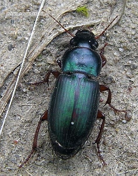 Žaliasis vikriažygis - Harpalus affinis | Fotografijos autorius : Algirdas Vilkas | © Macrogamta.lt | Šis tinklapis priklauso bendruomenei kuri domisi makro fotografija ir fotografuoja gyvąjį makro pasaulį.