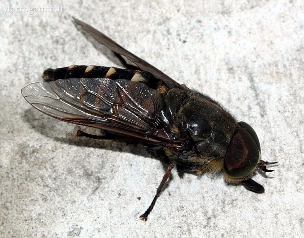 Sparva - Tabanus bromius, padvėsęs | Fotografijos autorius : Algirdas Vilkas | © Macrogamta.lt | Šis tinklapis priklauso bendruomenei kuri domisi makro fotografija ir fotografuoja gyvąjį makro pasaulį.