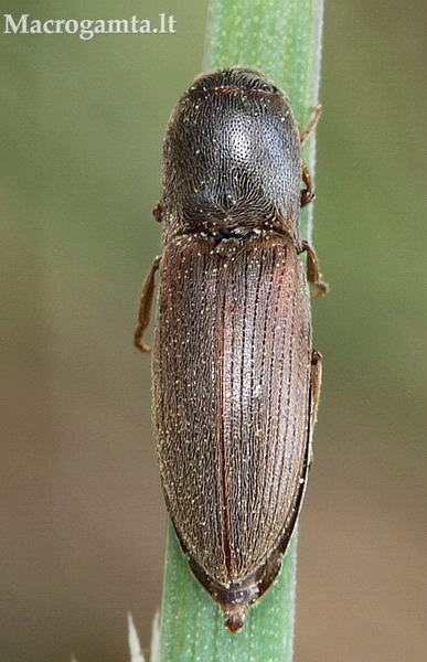 Pasėlinis dirvaspragšis - Agriotes sputator | Fotografijos autorius : Algirdas Vilkas | © Macrogamta.lt | Šis tinklapis priklauso bendruomenei kuri domisi makro fotografija ir fotografuoja gyvąjį makro pasaulį.