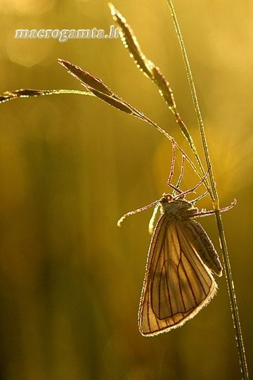 Siona lineata - Gyslotasis sprindžius | Fotografijos autorius : Alma Totorytė | © Macrogamta.lt | Šis tinklapis priklauso bendruomenei kuri domisi makro fotografija ir fotografuoja gyvąjį makro pasaulį.