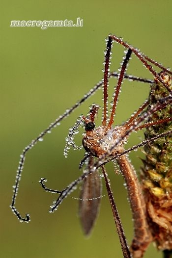 Tipulidae - Ilgakojis uodas | Fotografijos autorius : Alma Totorytė | © Macrogamta.lt | Šis tinklapis priklauso bendruomenei kuri domisi makro fotografija ir fotografuoja gyvąjį makro pasaulį.