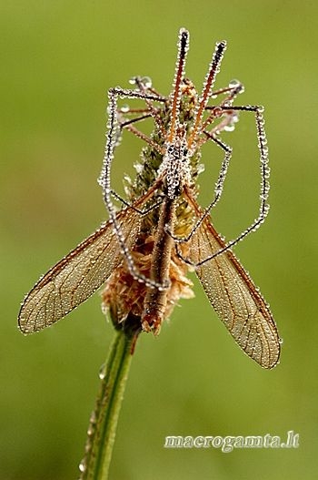 Tipulidae - Ilgakojis uodas | Fotografijos autorius : Alma Totorytė | © Macrogamta.lt | Šis tinklapis priklauso bendruomenei kuri domisi makro fotografija ir fotografuoja gyvąjį makro pasaulį.