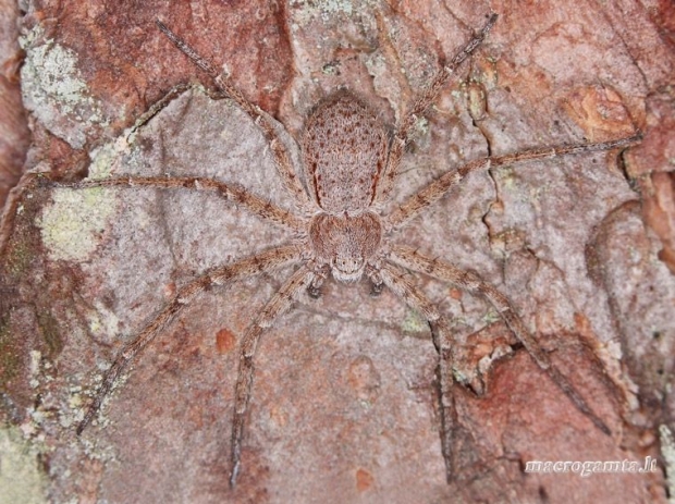 Žievinis vikrūnas - Philodromus fuscomarginatus | Fotografijos autorius : Lukas Jonaitis | © Macrogamta.lt | Šis tinklapis priklauso bendruomenei kuri domisi makro fotografija ir fotografuoja gyvąjį makro pasaulį.