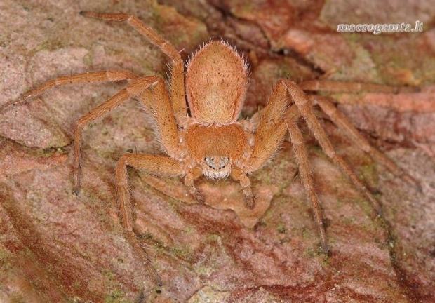 Žievinis vikrūnas - Philodromus fuscomarginatus | Fotografijos autorius : Lukas Jonaitis | © Macrogamta.lt | Šis tinklapis priklauso bendruomenei kuri domisi makro fotografija ir fotografuoja gyvąjį makro pasaulį.