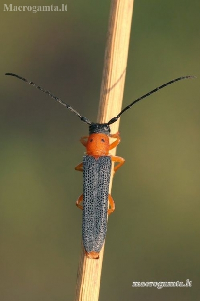 Akiuotasis šerdgraužis - Oberea oculata | Fotografijos autorius : Lukas Jonaitis | © Macrogamta.lt | Šis tinklapis priklauso bendruomenei kuri domisi makro fotografija ir fotografuoja gyvąjį makro pasaulį.