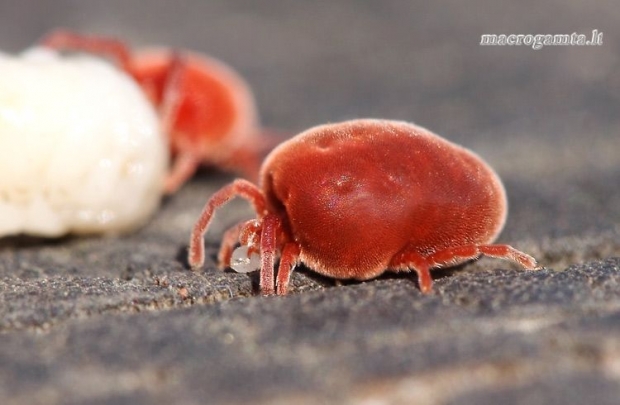 Trombidium holosericeum - Aksominė erkė | Fotografijos autorius : Lukas Jonaitis | © Macrogamta.lt | Šis tinklapis priklauso bendruomenei kuri domisi makro fotografija ir fotografuoja gyvąjį makro pasaulį.