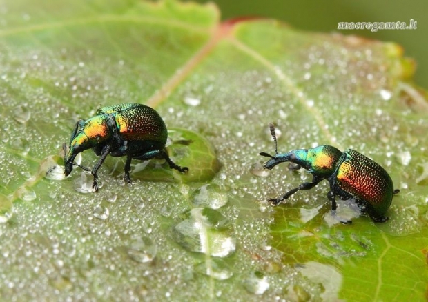 Tuopinis cigarsukis - Byctiscus populi | Fotografijos autorius : Lukas Jonaitis | © Macrogamta.lt | Šis tinklapis priklauso bendruomenei kuri domisi makro fotografija ir fotografuoja gyvąjį makro pasaulį.