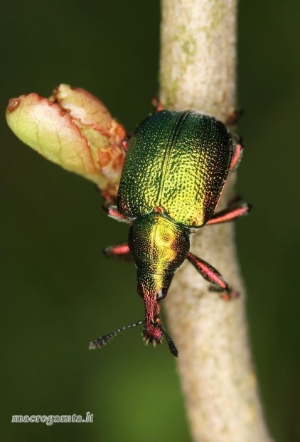 Byctiscus betulae - Liepinis cigarsukis | Fotografijos autorius : Lukas Jonaitis | © Macrogamta.lt | Šis tinklapis priklauso bendruomenei kuri domisi makro fotografija ir fotografuoja gyvąjį makro pasaulį.