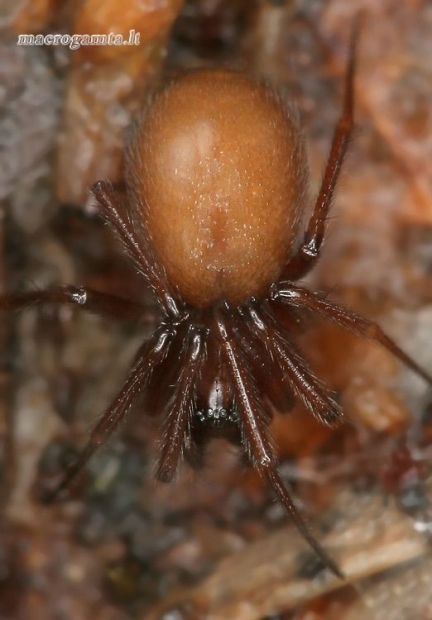 Lessertia dentichelis - Gaubtatinklis | Fotografijos autorius : Lukas Jonaitis | © Macrogamta.lt | Šis tinklapis priklauso bendruomenei kuri domisi makro fotografija ir fotografuoja gyvąjį makro pasaulį.