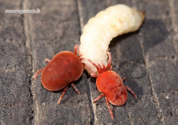 Trombidium holosericeum - Aksominė erkė | Fotografijos autorius : Lukas Jonaitis | © Macrogamta.lt | Šis tinklapis priklauso bendruomenei kuri domisi makro fotografija ir fotografuoja gyvąjį makro pasaulį.