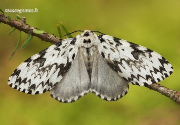 Lymantria monacha - Vienuolis verpikas | Fotografijos autorius : Lukas Jonaitis | © Macrogamta.lt | Šis tinklapis priklauso bendruomenei kuri domisi makro fotografija ir fotografuoja gyvąjį makro pasaulį.