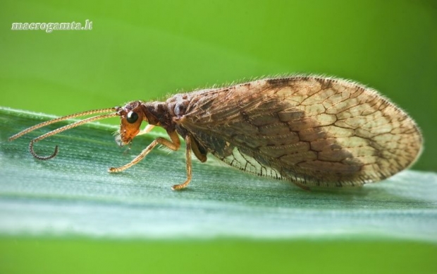 Micromus angulatus - Lapasparnis | Fotografijos autorius : Lukas Jonaitis | © Macrogamta.lt | Šis tinklapis priklauso bendruomenei kuri domisi makro fotografija ir fotografuoja gyvąjį makro pasaulį.