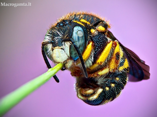 Vilnabitė - Anthidium punctatum | Fotografijos autorius : Lukas Jonaitis | © Macrogamta.lt | Šis tinklapis priklauso bendruomenei kuri domisi makro fotografija ir fotografuoja gyvąjį makro pasaulį.