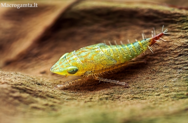 ??? | Fotografijos autorius : Lukas Jonaitis | © Macrogamta.lt | Šis tinklapis priklauso bendruomenei kuri domisi makro fotografija ir fotografuoja gyvąjį makro pasaulį.