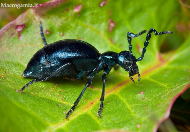 Paprastasis gegužvabalis - Meloe proscarabaeus? | Fotografijos autorius : Lukas Jonaitis | © Macrogamta.lt | Šis tinklapis priklauso bendruomenei kuri domisi makro fotografija ir fotografuoja gyvąjį makro pasaulį.