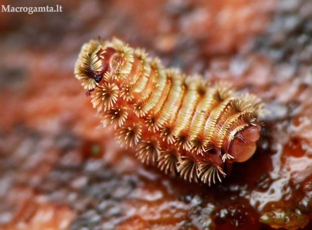 Šimtakojis dviporiakojis - Polyxenus lagurus | Fotografijos autorius : Lukas Jonaitis | © Macrogamta.lt | Šis tinklapis priklauso bendruomenei kuri domisi makro fotografija ir fotografuoja gyvąjį makro pasaulį.