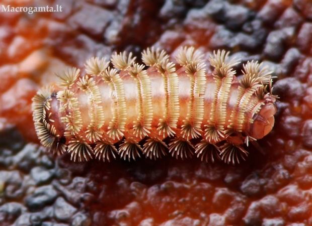 Šimtakojis dviporiakojis - Polyxenus lagurus | Fotografijos autorius : Lukas Jonaitis | © Macrogamta.lt | Šis tinklapis priklauso bendruomenei kuri domisi makro fotografija ir fotografuoja gyvąjį makro pasaulį.