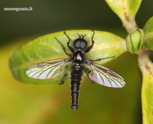 Bibio sp. - Storakojis uodas | Fotografijos autorius : Lukas Jonaitis | © Macrogamta.lt | Šis tinklapis priklauso bendruomenei kuri domisi makro fotografija ir fotografuoja gyvąjį makro pasaulį.