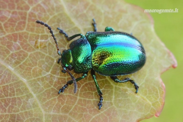 Chrysolina fastuosa - Notrelinis puošnys | Fotografijos autorius : Lukas Jonaitis | © Macrogamta.lt | Šis tinklapis priklauso bendruomenei kuri domisi makro fotografija ir fotografuoja gyvąjį makro pasaulį.