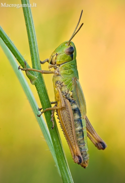 Pievinis skėriukas - Pseudochorthippus parallelus | Fotografijos autorius : Lukas Jonaitis | © Macrogamta.lt | Šis tinklapis priklauso bendruomenei kuri domisi makro fotografija ir fotografuoja gyvąjį makro pasaulį.