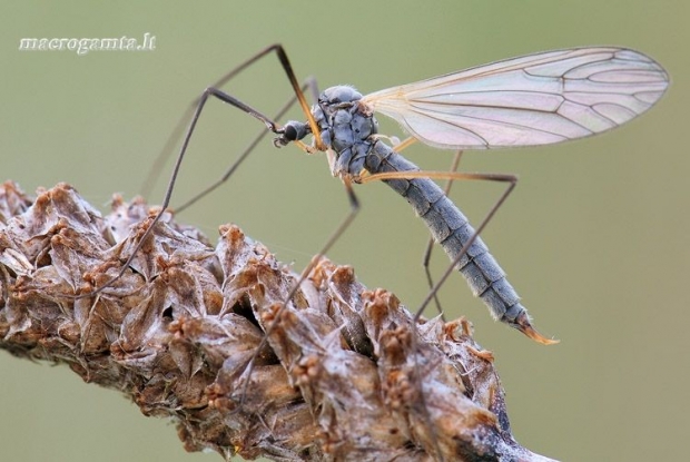 Tipulidae - Ilgakojis uodas | Fotografijos autorius : Arūnas Eismantas | © Macrogamta.lt | Šis tinklapis priklauso bendruomenei kuri domisi makro fotografija ir fotografuoja gyvąjį makro pasaulį.