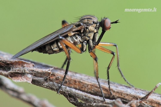 Empis sp. - Snapmusė | Fotografijos autorius : Arūnas Eismantas | © Macrogamta.lt | Šis tinklapis priklauso bendruomenei kuri domisi makro fotografija ir fotografuoja gyvąjį makro pasaulį.