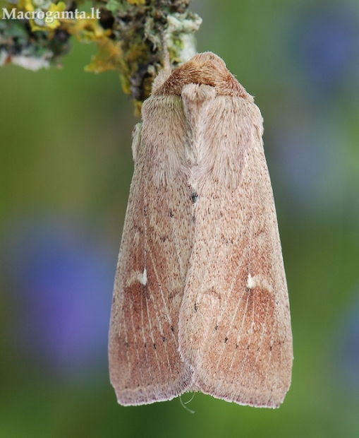 Mythimna ferrago - Gelsvarudis pievinukas | Fotografijos autorius : Arūnas Eismantas | © Macrogamta.lt | Šis tinklapis priklauso bendruomenei kuri domisi makro fotografija ir fotografuoja gyvąjį makro pasaulį.