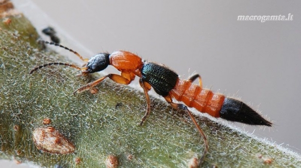 Paederus riparius - Trumpasparnis | Fotografijos autorius : Arūnas Eismantas | © Macrogamta.lt | Šis tinklapis priklauso bendruomenei kuri domisi makro fotografija ir fotografuoja gyvąjį makro pasaulį.