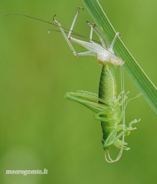 Tettigoniidae - Žiogas | Fotografijos autorius : Arūnas Eismantas | © Macrogamta.lt | Šis tinklapis priklauso bendruomenei kuri domisi makro fotografija ir fotografuoja gyvąjį makro pasaulį.