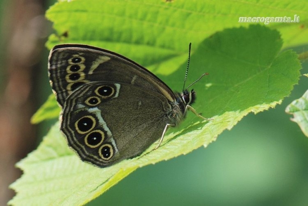 Lopinga achine - Akiuotasis satyras | Fotografijos autorius : Arūnas Eismantas | © Macrogamta.lt | Šis tinklapis priklauso bendruomenei kuri domisi makro fotografija ir fotografuoja gyvąjį makro pasaulį.