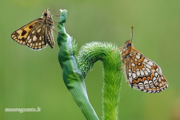 Carterocephalus silvicola - Geltonmargė hesperija | Fotografijos autorius : Arūnas Eismantas | © Macrogamta.lt | Šis tinklapis priklauso bendruomenei kuri domisi makro fotografija ir fotografuoja gyvąjį makro pasaulį.