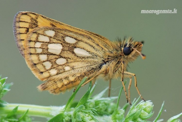 Carterocephalus silvicola - Geltonmargė hesperija | Fotografijos autorius : Arūnas Eismantas | © Macrogamta.lt | Šis tinklapis priklauso bendruomenei kuri domisi makro fotografija ir fotografuoja gyvąjį makro pasaulį.