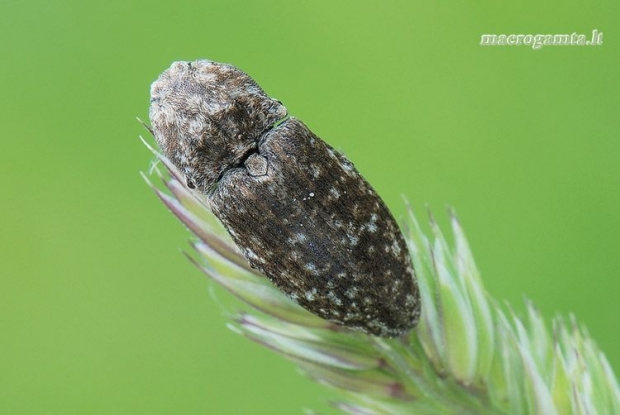 Agrypnus murinus - Kanapėtasis spragšis | Fotografijos autorius : Arūnas Eismantas | © Macrogamta.lt | Šis tinklapis priklauso bendruomenei kuri domisi makro fotografija ir fotografuoja gyvąjį makro pasaulį.