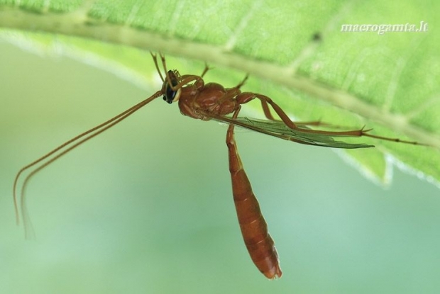 Vytis - Ophion obscuratus | Fotografijos autorius : Arūnas Eismantas | © Macrogamta.lt | Šis tinklapis priklauso bendruomenei kuri domisi makro fotografija ir fotografuoja gyvąjį makro pasaulį.