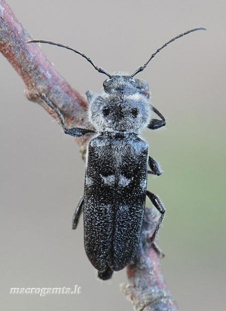 Paprastasis trobininkas - Hylotrupes bajulus | Fotografijos autorius : Arūnas Eismantas | © Macrogamta.lt | Šis tinklapis priklauso bendruomenei kuri domisi makro fotografija ir fotografuoja gyvąjį makro pasaulį.