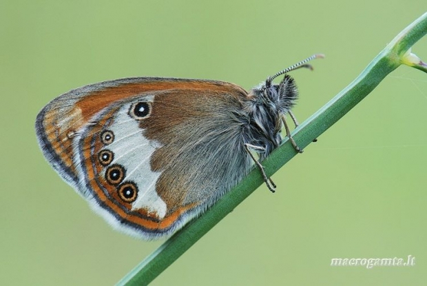 Coenonympha arcania - Krūminis satyriukas | Fotografijos autorius : Arūnas Eismantas | © Macrogamta.lt | Šis tinklapis priklauso bendruomenei kuri domisi makro fotografija ir fotografuoja gyvąjį makro pasaulį.