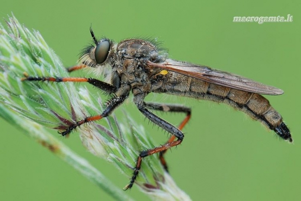 Pamponerus germanicus - Plėšriamusė | Fotografijos autorius : Arūnas Eismantas | © Macrogamta.lt | Šis tinklapis priklauso bendruomenei kuri domisi makro fotografija ir fotografuoja gyvąjį makro pasaulį.