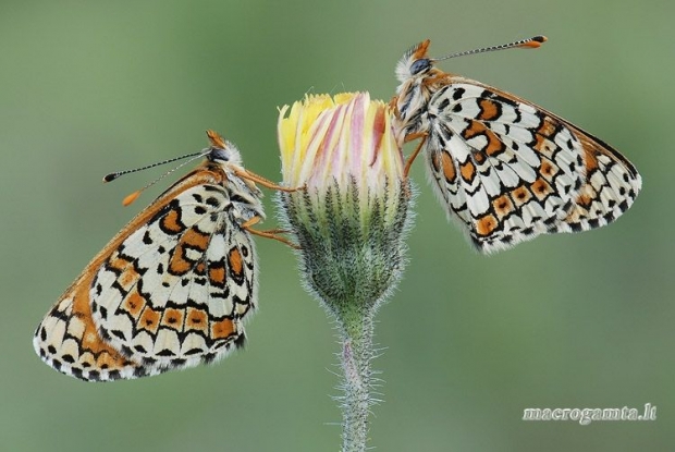 Melitaea cinxia - Rudgelsvė šaškytė | Fotografijos autorius : Arūnas Eismantas | © Macrogamta.lt | Šis tinklapis priklauso bendruomenei kuri domisi makro fotografija ir fotografuoja gyvąjį makro pasaulį.