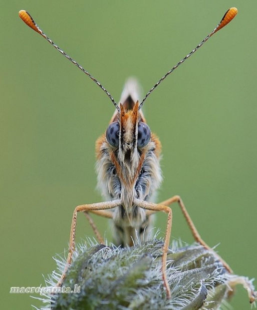 Melitaea cinxia - Rudgelsvė šaškytė | Fotografijos autorius : Arūnas Eismantas | © Macrogamta.lt | Šis tinklapis priklauso bendruomenei kuri domisi makro fotografija ir fotografuoja gyvąjį makro pasaulį.