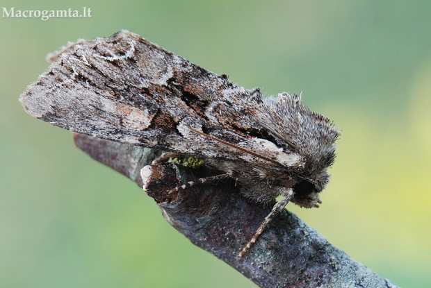 Dirvinis pelėdgalvis - Lacanobia thalassina | Fotografijos autorius : Arūnas Eismantas | © Macrogamta.lt | Šis tinklapis priklauso bendruomenei kuri domisi makro fotografija ir fotografuoja gyvąjį makro pasaulį.