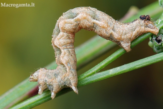 Balandinė cidarija - Pelurga comitata, vikšras | Fotografijos autorius : Arūnas Eismantas | © Macrogamta.lt | Šis tinklapis priklauso bendruomenei kuri domisi makro fotografija ir fotografuoja gyvąjį makro pasaulį.