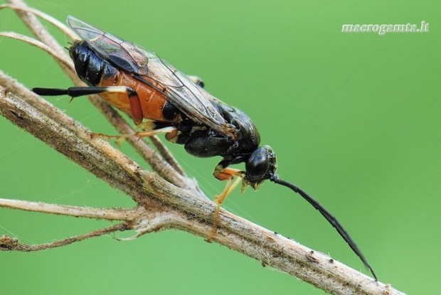 Dolerus sp. - Pjūklelis | Fotografijos autorius : Arūnas Eismantas | © Macrogamta.lt | Šis tinklapis priklauso bendruomenei kuri domisi makro fotografija ir fotografuoja gyvąjį makro pasaulį.