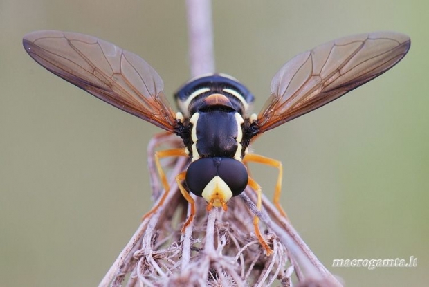 Xanthogramma citrofasciatum - Žiedmusė | Fotografijos autorius : Arūnas Eismantas | © Macrogamta.lt | Šis tinklapis priklauso bendruomenei kuri domisi makro fotografija ir fotografuoja gyvąjį makro pasaulį.