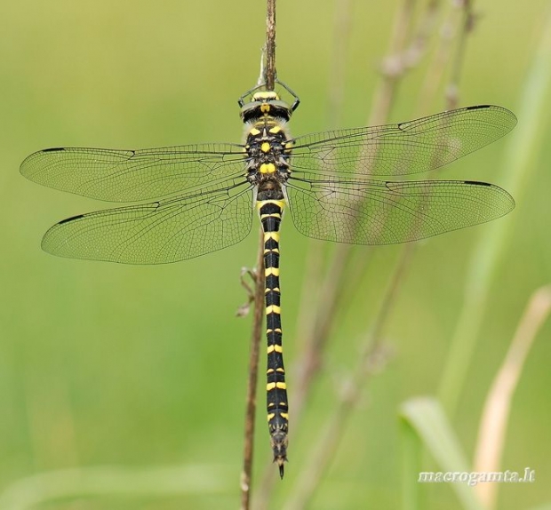 Geltonžiedis kordulegastras - Cordulegaster boltonii | Fotografijos autorius : Arūnas Eismantas | © Macrogamta.lt | Šis tinklapis priklauso bendruomenei kuri domisi makro fotografija ir fotografuoja gyvąjį makro pasaulį.